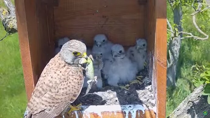 tfhu_230531_6chicks_t