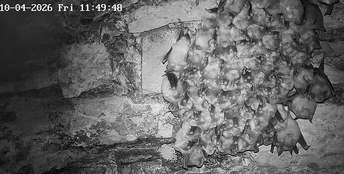 2026-04-10_2 Hufis in Keller, Bodenkamera