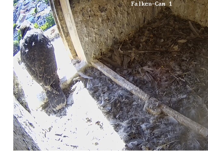 Screenshot_20250524_095251_Samsung Internet