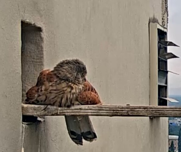 Screenshot_2024-07-27-19-30-14-363_com.android.chrome