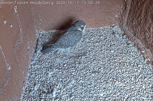 Snap_2024.10.17_13h03m40s_004_