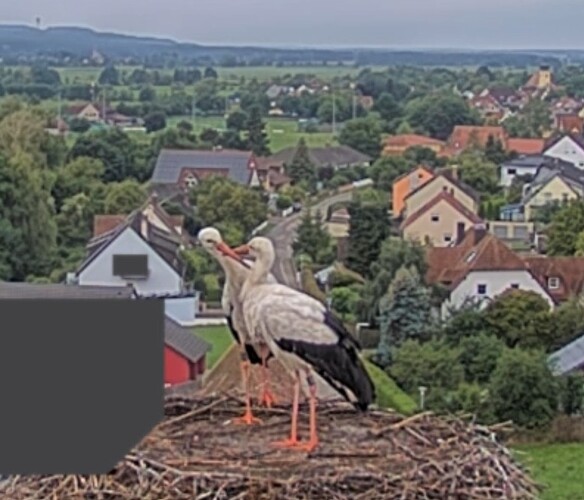 Screenshot_2025-07-30-07-30-54-384_com.android.chrome