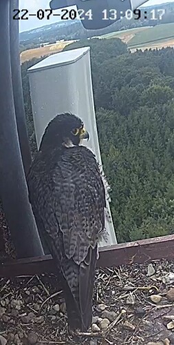 Screenshot_20240722_140804_Chrome