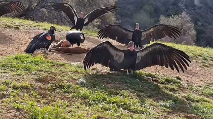 CCBS_230407_condors_imposing_