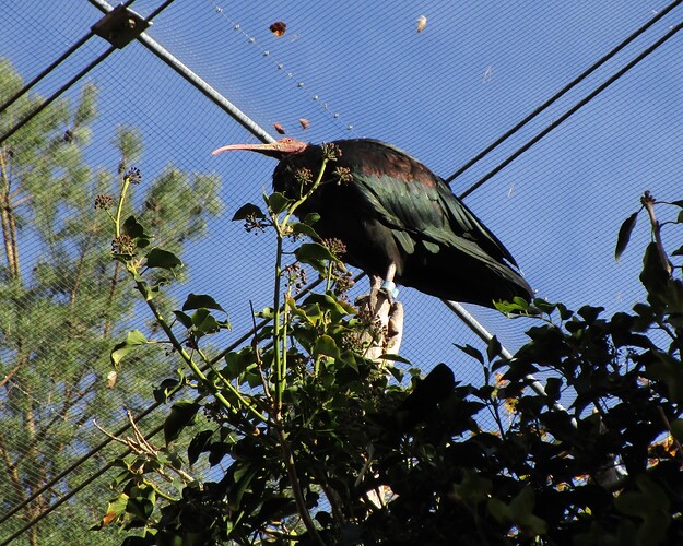 Alpenzoo_IMG_1386 (2)