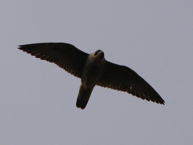 Jungvogel Suchflug 7