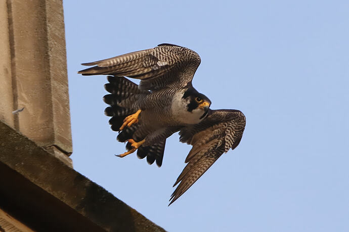 Falco 1a
