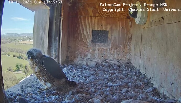 Screenshot_20241110_034615_Chrome