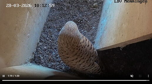 Snap_2026.03.28_09h16m50s_007_