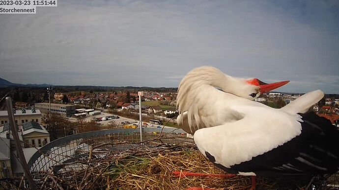 2023-03-23 11_52_26-LIVE Storchennest Freilassing - YouTube und 4 weitere Seiten - Persönlich – Micr