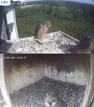 Snap_2025.05.24_16h51m18s_020_