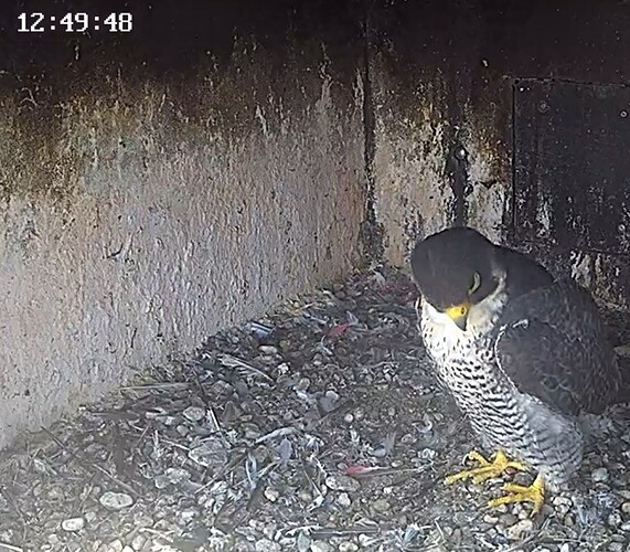 Screenshot_2024-07-28-13-46-03-395_com.android.chrome