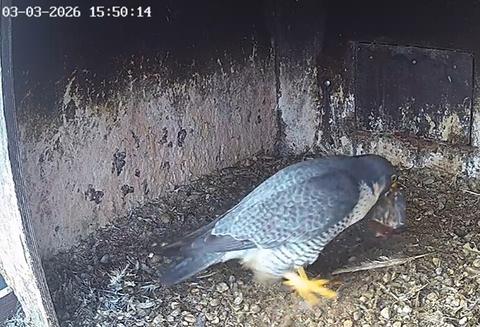 Screenshot_20260303_154334_Chrome