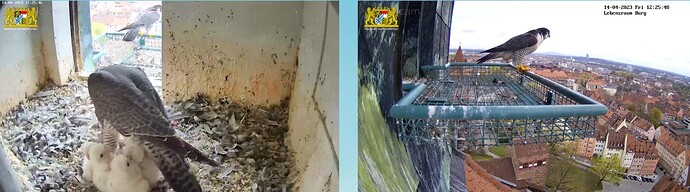 Screenshot_20230414-122611_Samsung Internet