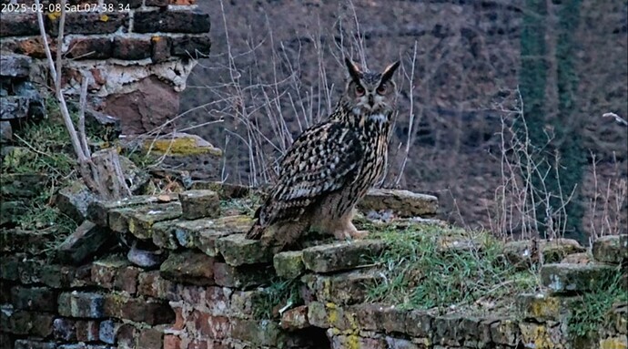 Screenshot_20250208_163900_YouTube