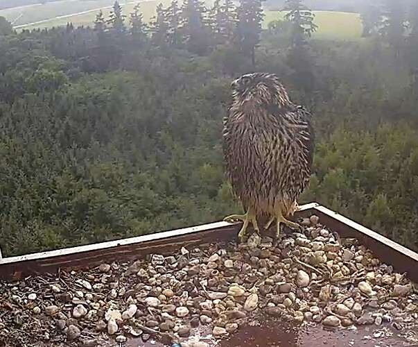 Screenshot_20250626-174729_Chrome