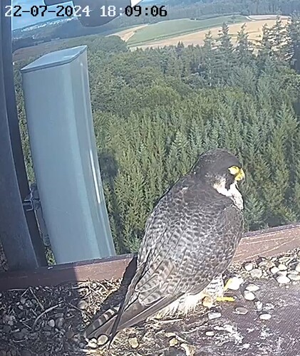 Screenshot_20240722_190755_Chrome