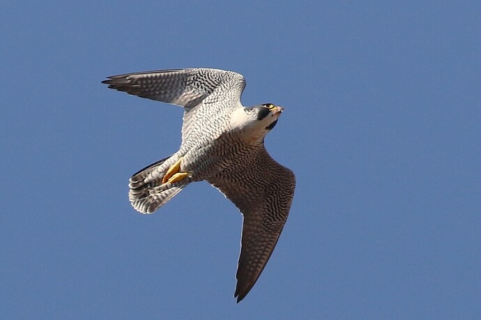 Falco sonntags 1