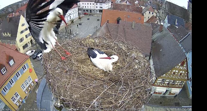 Bild