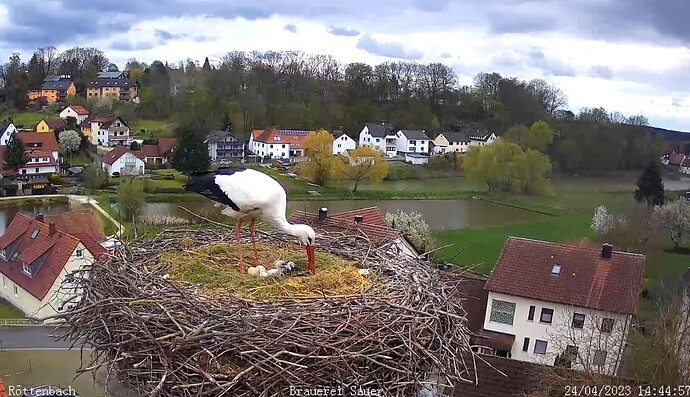 2023-04-24 14_45_37-Storchen-Webcam (Röttenbacher Storchennest) – Gemeinde Röttenbach und 1 weitere