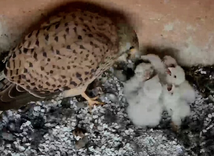 Screenshot_2024-05-22-05-36-38-489_com_1716350129776.android.chrome