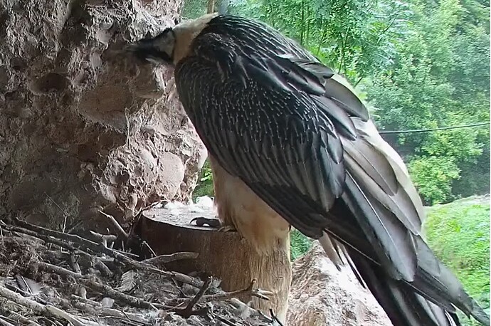 M knabbert an Wand 10.09.25