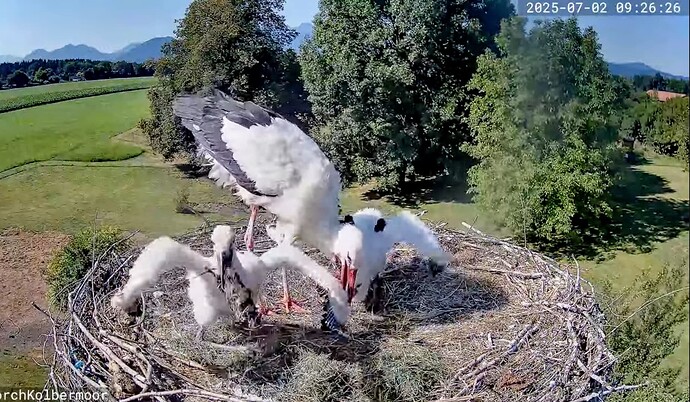 Screenshot_2025-07-02-13-13-07-402_com.google.android.youtube