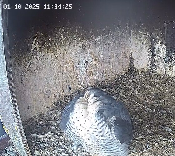 Screenshot_20251001_122944_Chrome