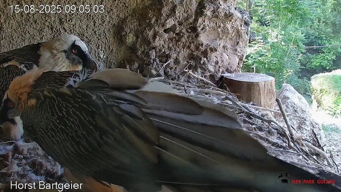 Treffen im Horst 15.08.25