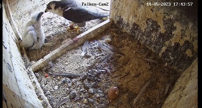 Screenshot_20230514_174417_Chrome