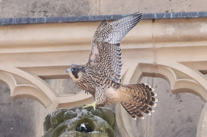 Jungfalke 2a