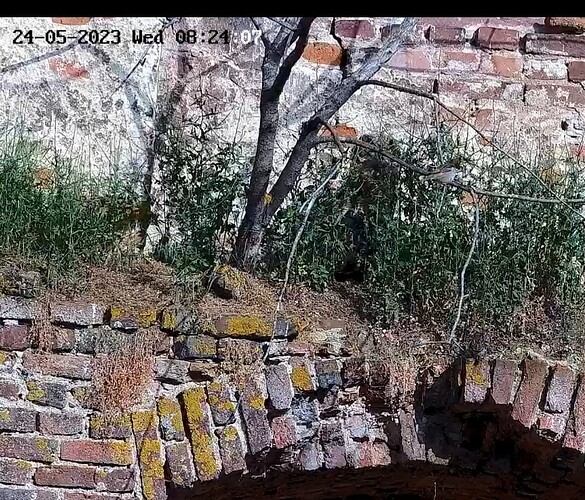 Screenshot_20230524_082438_Samsung Internet