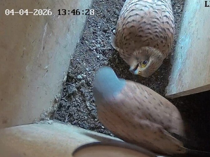 Screenshot_20260404-135016_Chrome