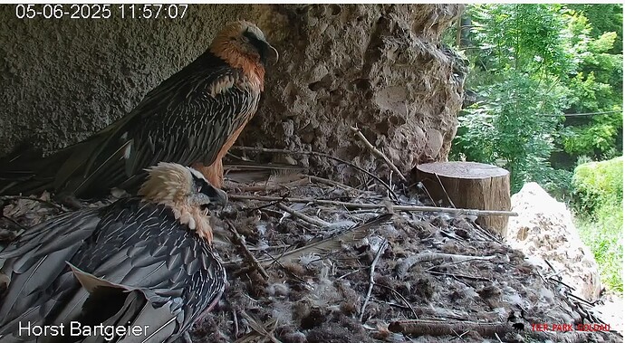 Mittagsruhe bei Mascha und Hans. 05.06.25