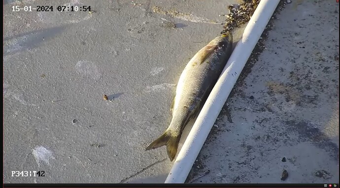 Screenshot_20240114_230812_YouTube