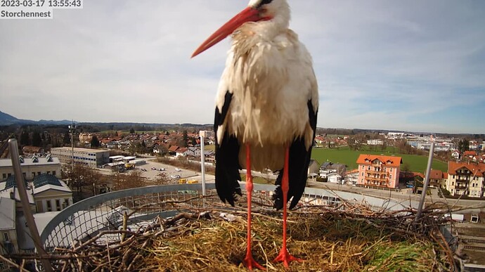 2023-03-17 14_05_54-LIVE Storchennest Freilassing - YouTube und 4 weitere Seiten - Persönlich – Micr