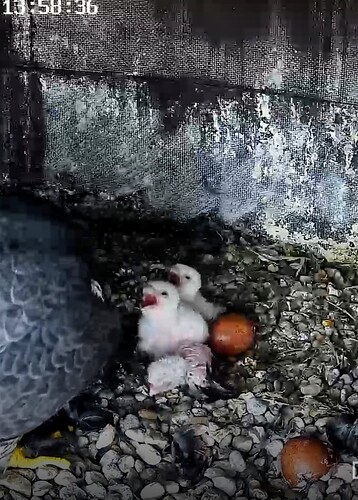 Screenshot_2024-04-04-13-58-59-116_com.android.chrome