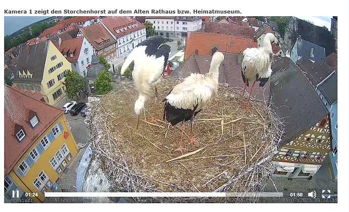 Störche.PNG
