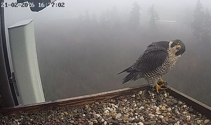 Screenshot_20260221_180014_Chrome