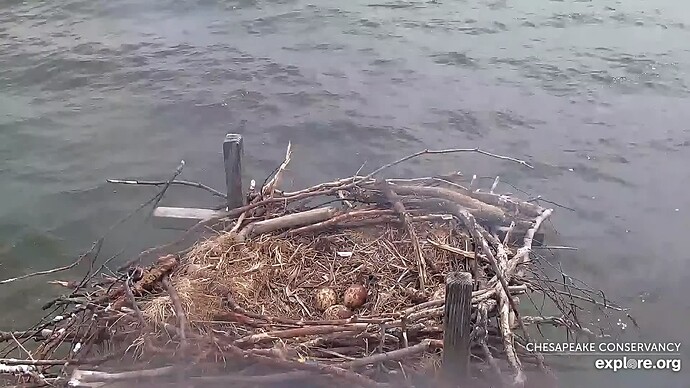 osch_230528_3eggs