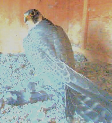 Screenshot_2025-11-06-17-00-13-347_com.android.chrome~2