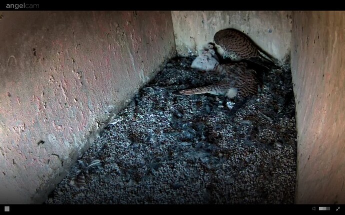 Screenshot_20240613-203629_Chrome