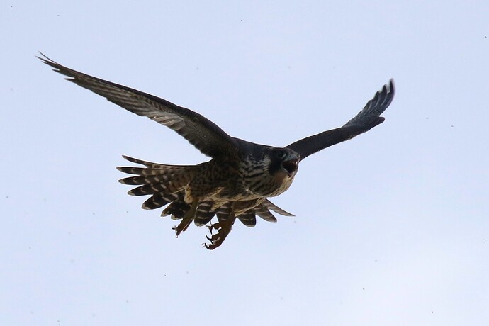 Nummer 3 Flug 1