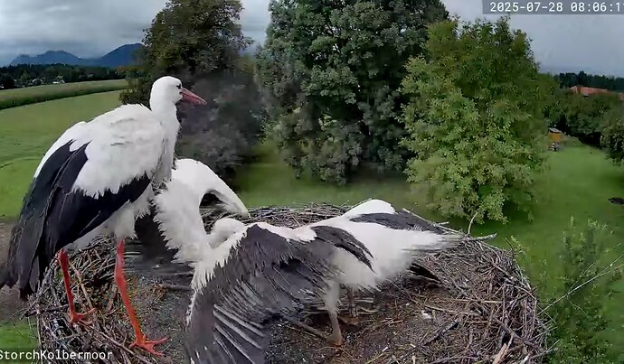 Screenshot_2025-07-28-08-06-39-340_com.google.android.youtube