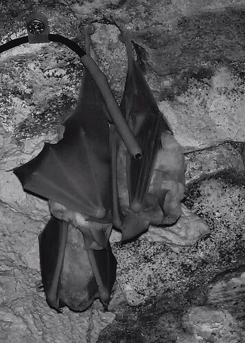 Hufis am Temperaturfühler