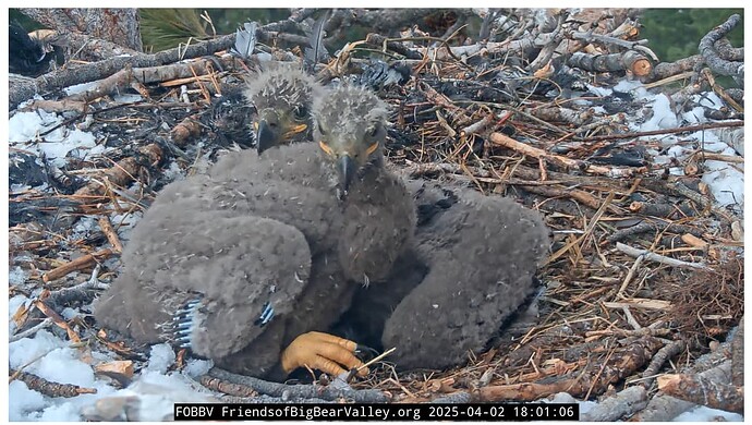 Screenshot 2025-04-03 114821