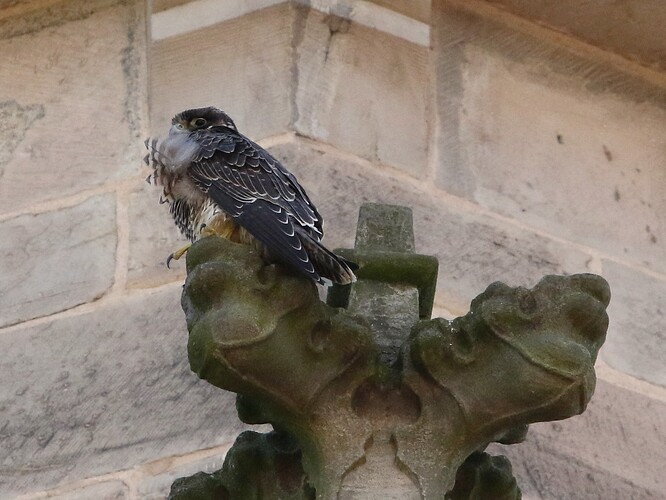 Jungfalke 1