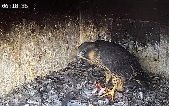 Screenshot_2025-06-01-07-13-07-731_com.android.chrome