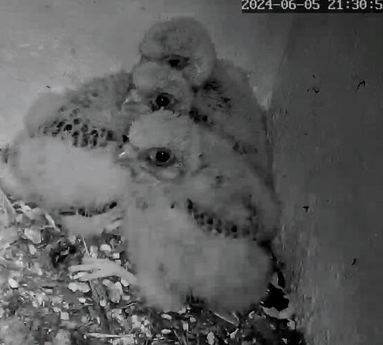 Screenshot_2024-06-05-21-31-12-550_com.android.chrome