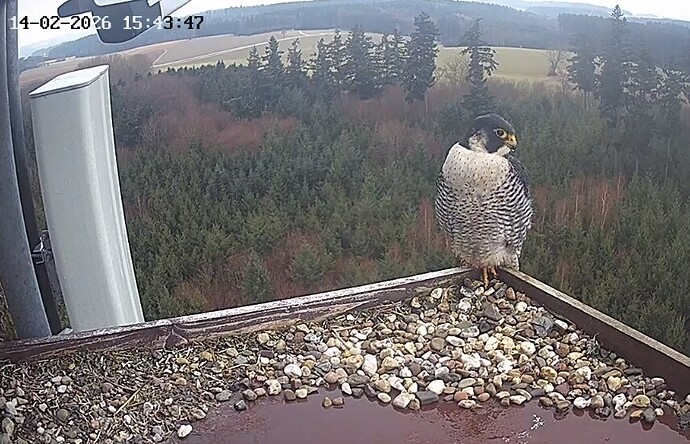 Screenshot_20260214_154341_Chrome